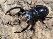 画像1: ウエストウッディオオシカクワガタ　83/43 成虫ペア (1)