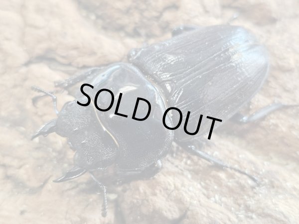 画像2: オオクワガタ　能勢SR 89.2/61.6　ペア (2)