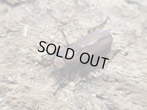 画像2: ヴァンローニホソアカクワガタ  31/free　成虫ペア (2)