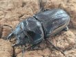 画像2: オオクワガタ　CC川西 81.4/53.9　ペア (2)
