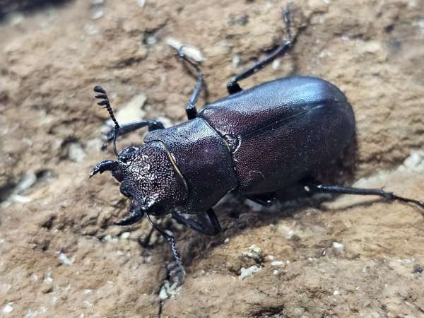 画像2: ギラファホソアカクワガタ  37/free　成虫ペア (2)