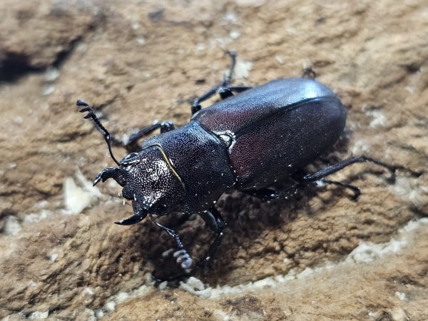 画像2: ギラファホソアカクワガタ  38/free　成虫ペア (2)