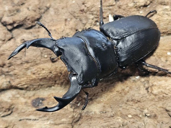 画像1: オオクワガタ　黒王 久留米　71.5/47.3　ペア (1)