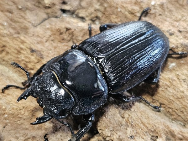 画像2: オオクワガタ　黒王 久留米　71.5/47.3　ペア (2)