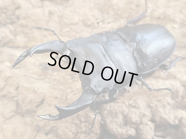 画像1: オオクワガタ　能勢SR 89.2/61.6　ペア (1)