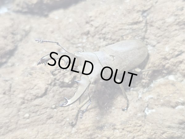 画像1: ヴァンローニホソアカクワガタ  31/free　成虫ペア (1)