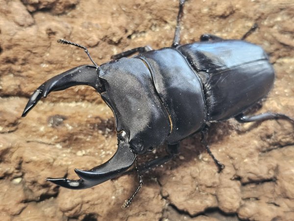 画像1: オオクワガタ　能勢SR 89.0/61.1　ペア (1)