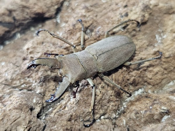 画像1: ヴァンローニホソアカクワガタ  26/free　成虫ペア (1)