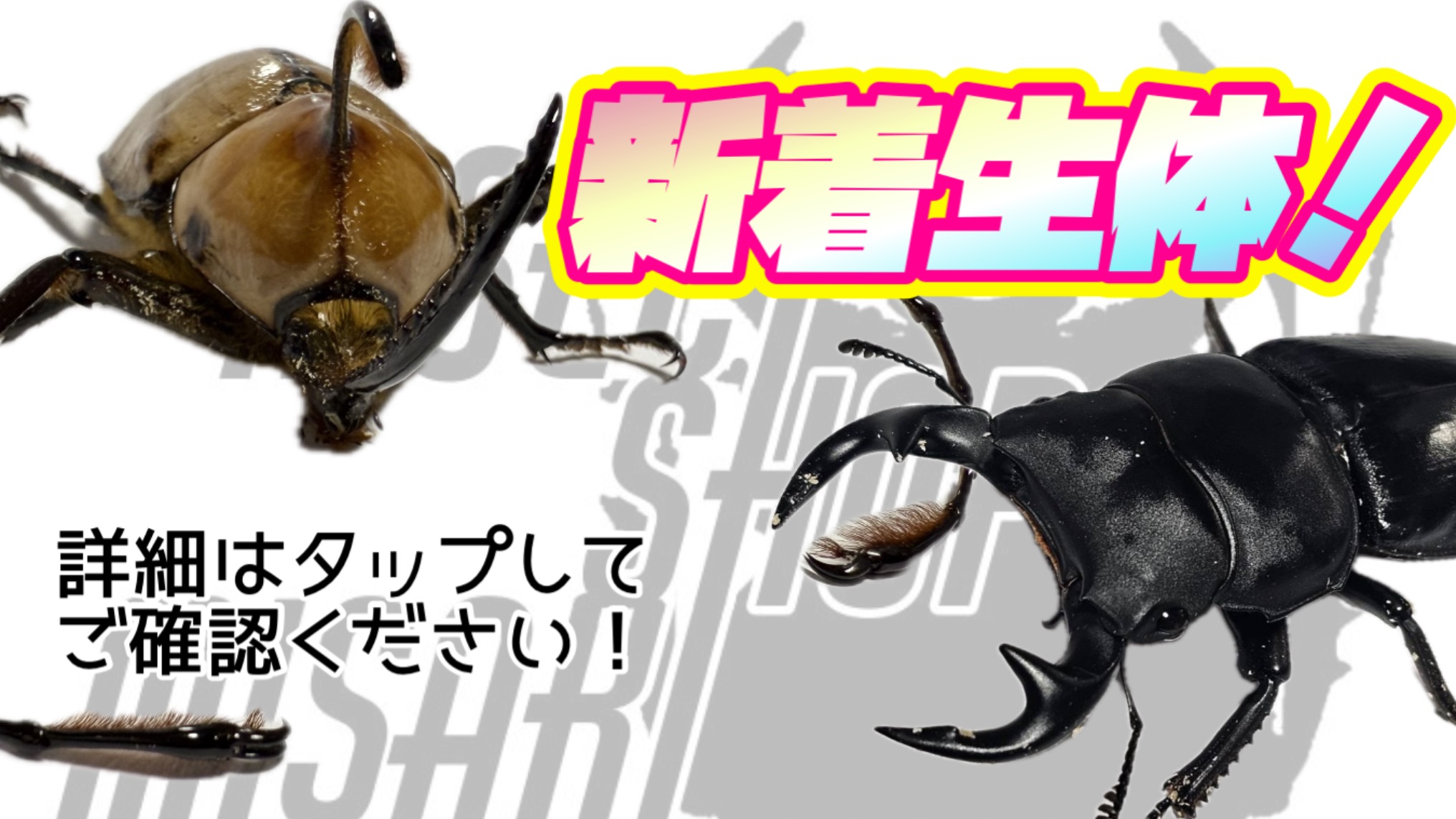 2025.6.8 新着生体!