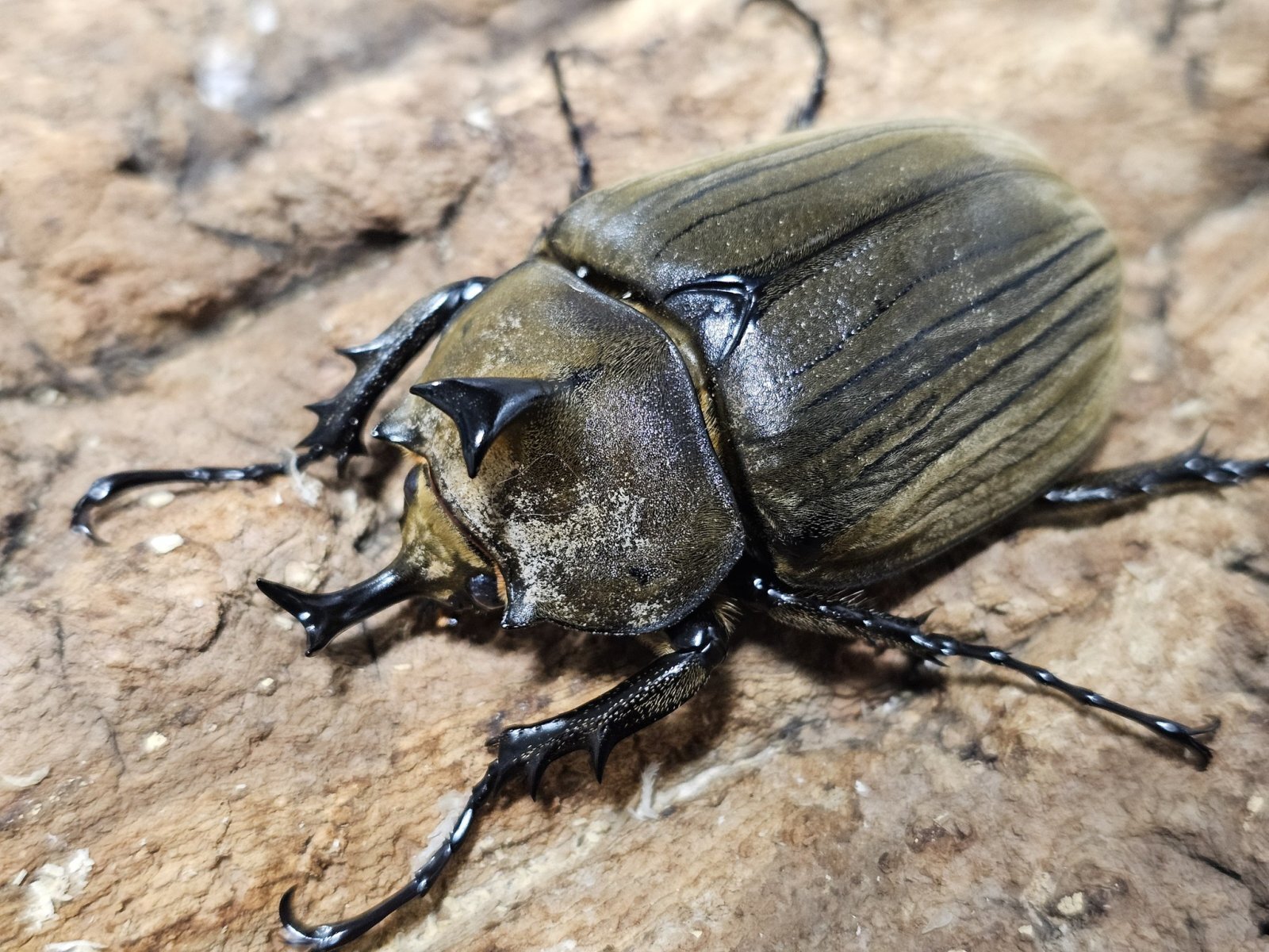 2025.11.26 新着生体！